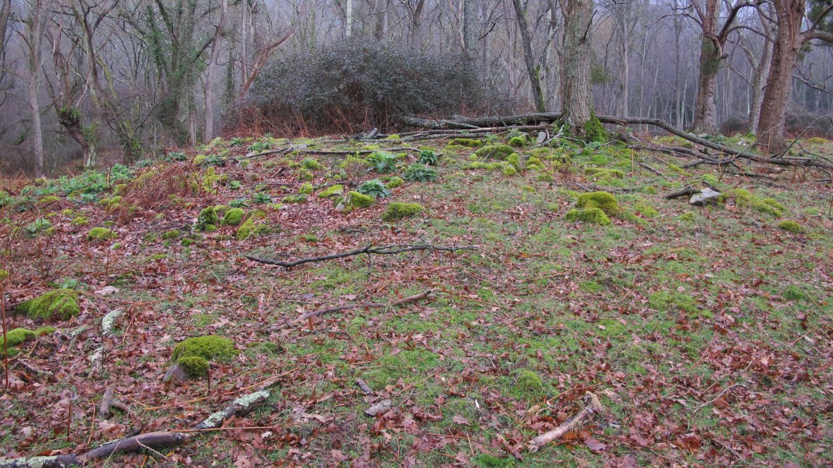 Larraina trikuharria, Bera