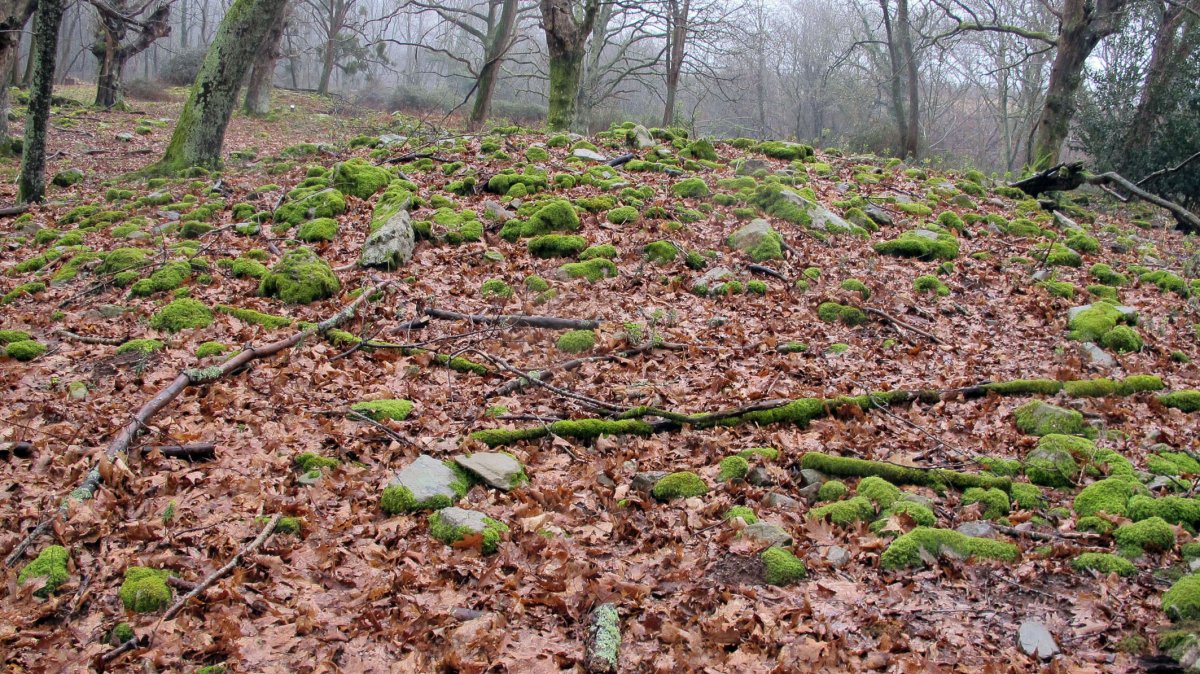 Larraina 2 trikuharria, Bera