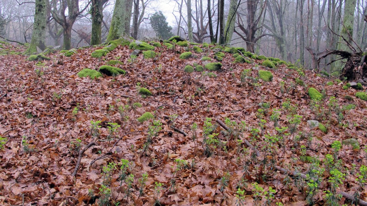 Larraina 3 trikuharria, Bera