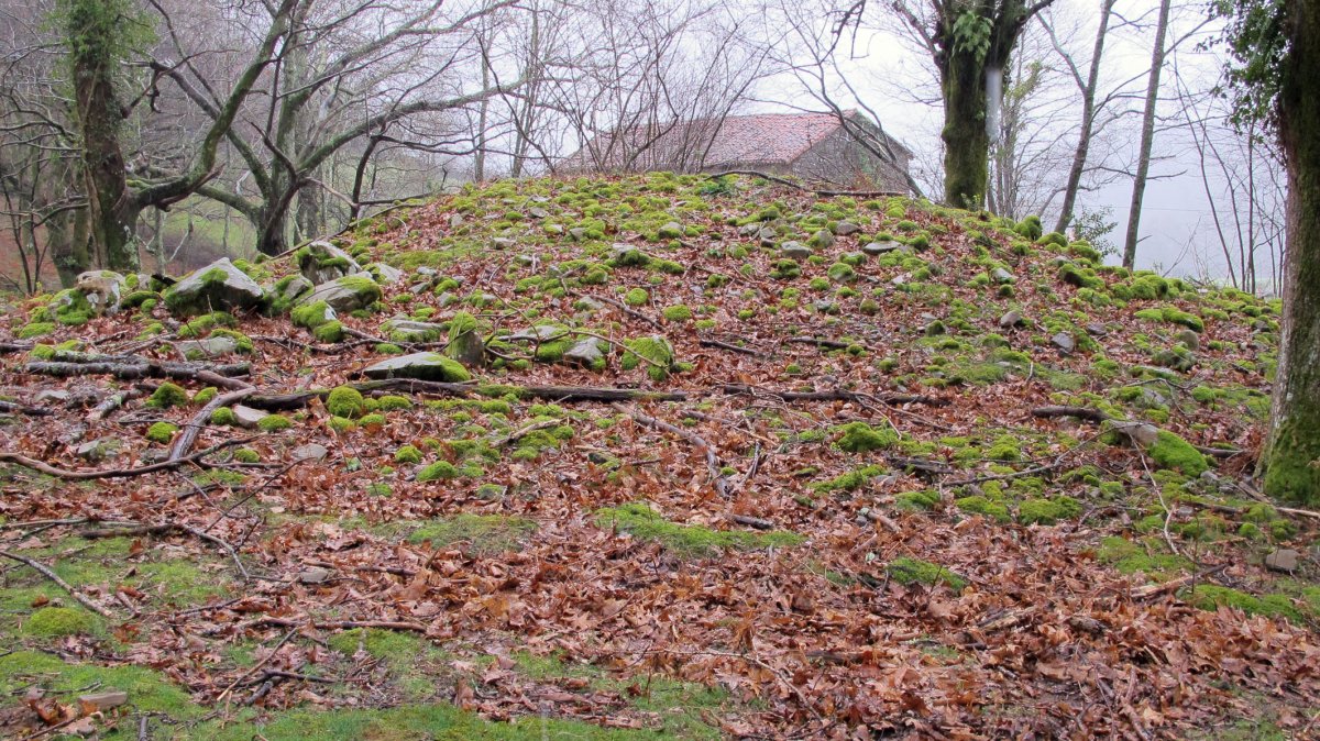 Larraina 4 trikuharria, Bera