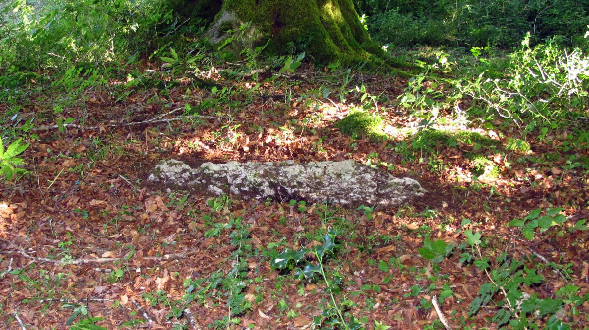 Agiri trikuharia, Uharte Arail