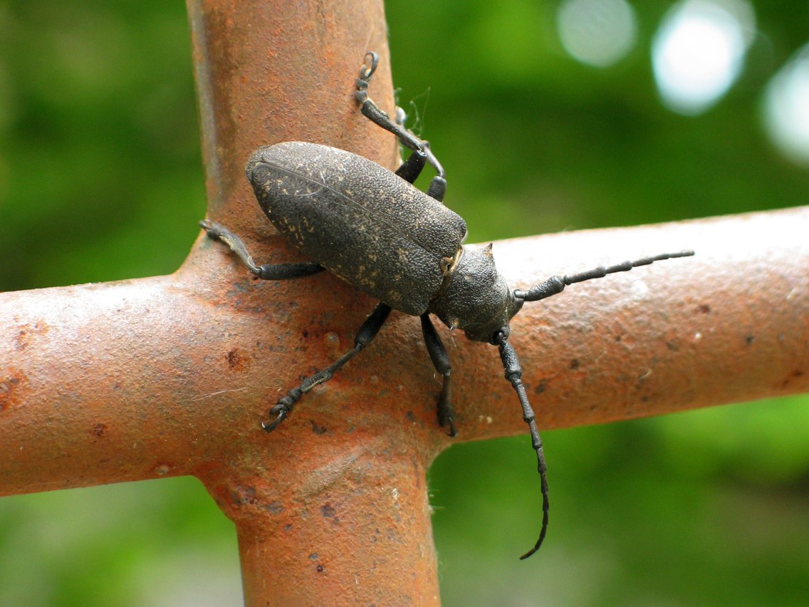 Kakalardoa langa zaintzen Gaztelu aldean