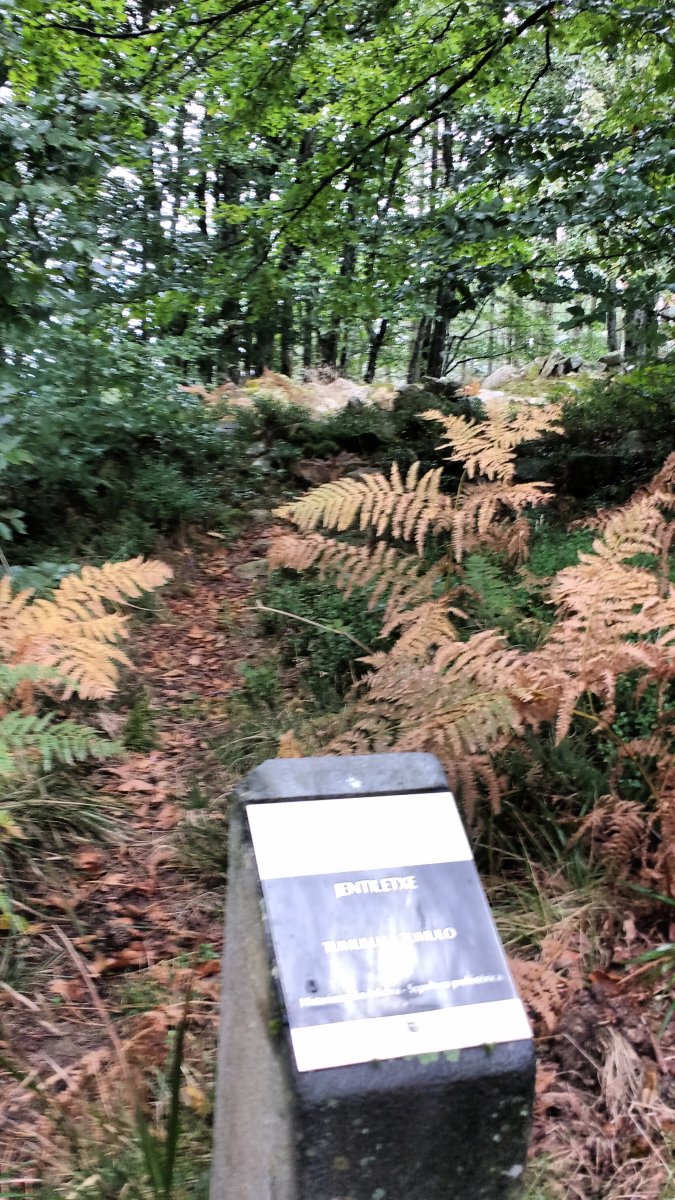 Jentiletxe tumuloa (2017)