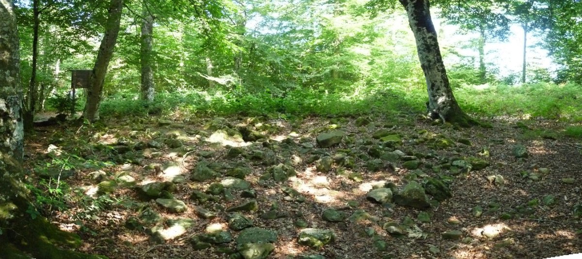 Maitzegur trikuharria