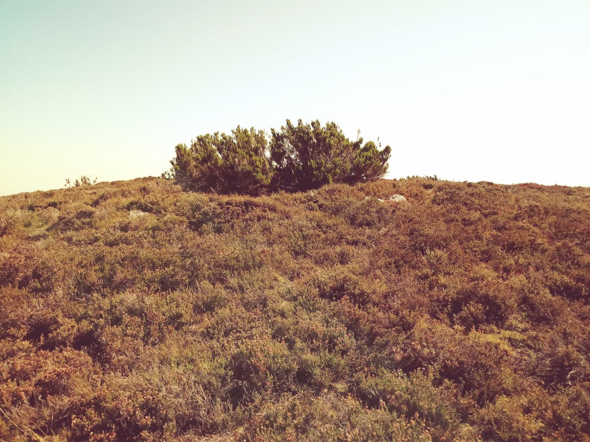 Arroriano tumuloa (2017)