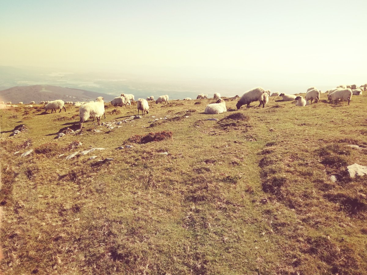 Igitaia megalitoa (2017)