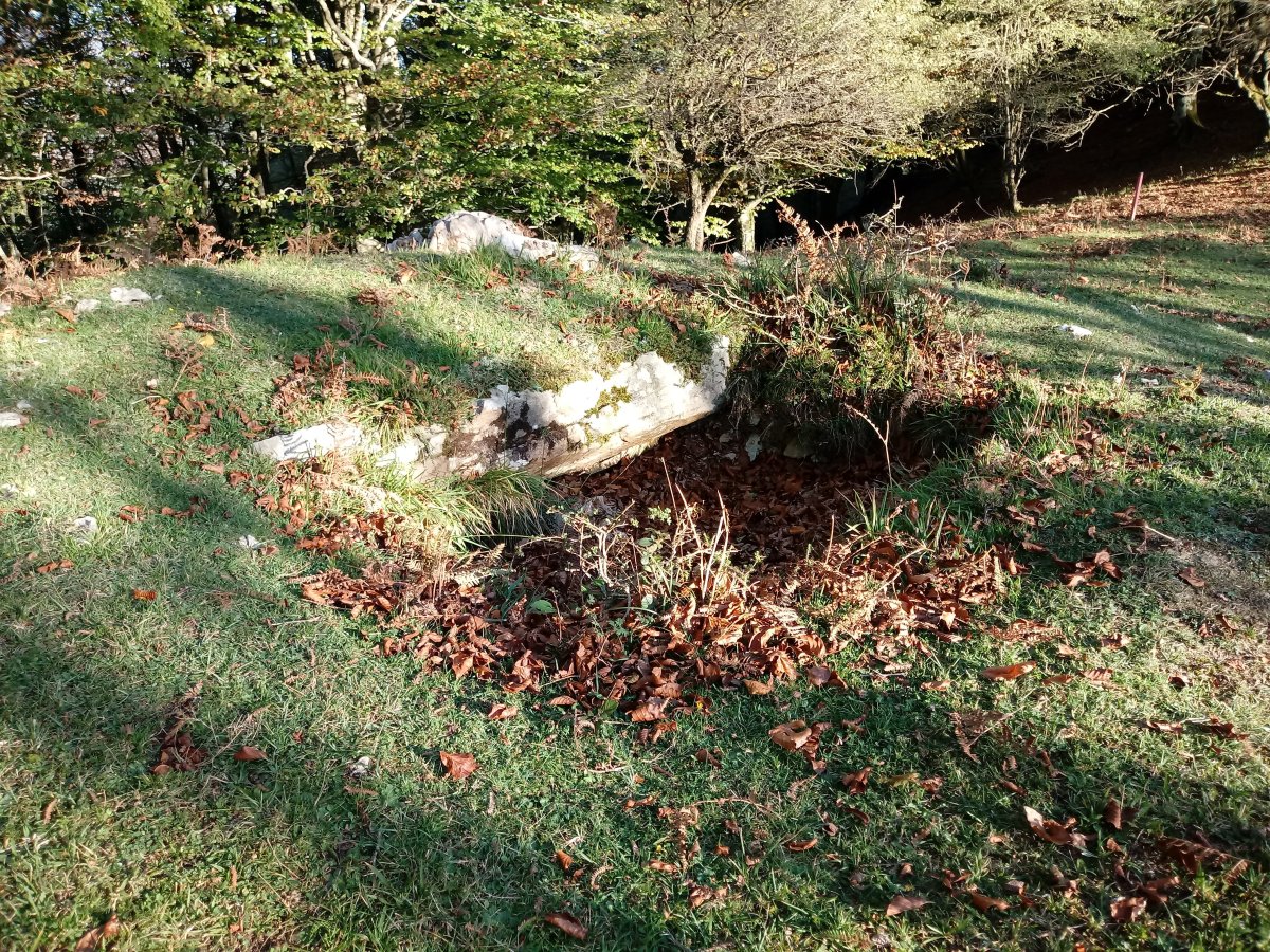 Garagartza trikuharria 2