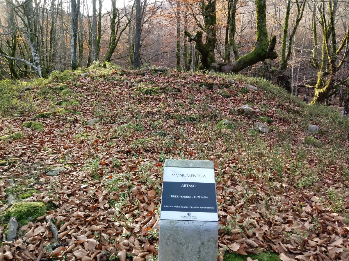 Artaso trikuharria (2017)