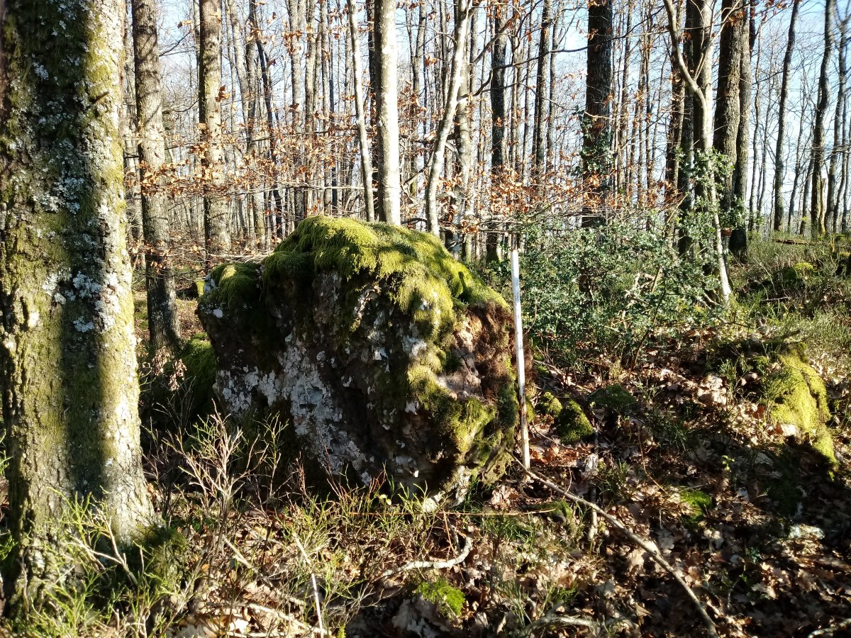 Pikanda (Urietagaña) tontorra