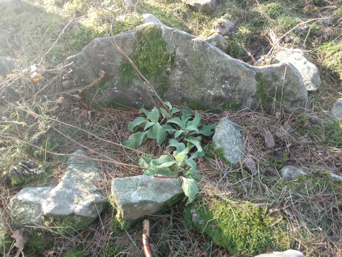 Amutxanda trikuharria 4