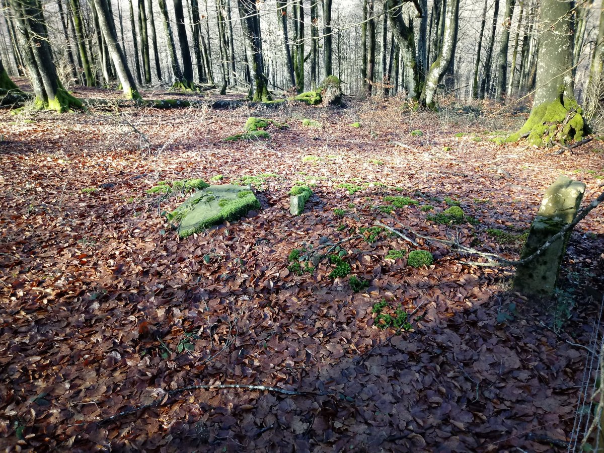 Muñaan trikuharria 2