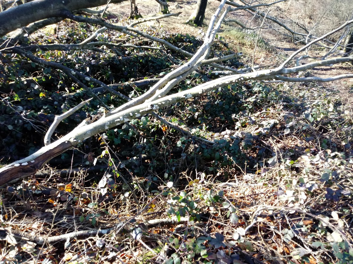 Igartza Mendebaldea trikuharria 2