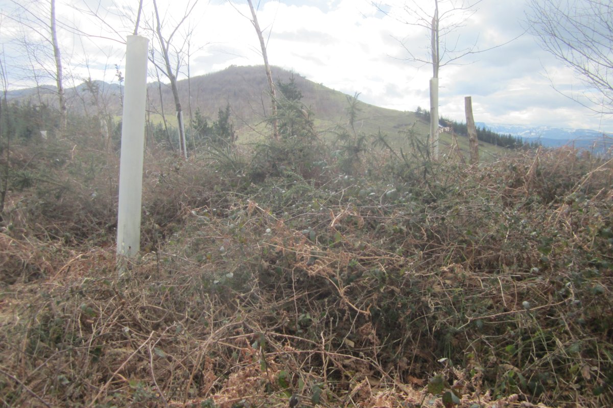 Túmulo Pagotxueta 3 (Febrero 2018)