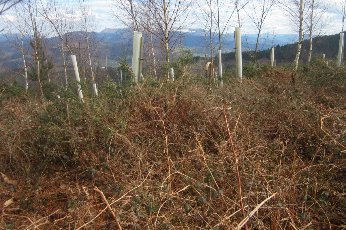 Túmulo Pagotxueta 3 (Febrero 2018)