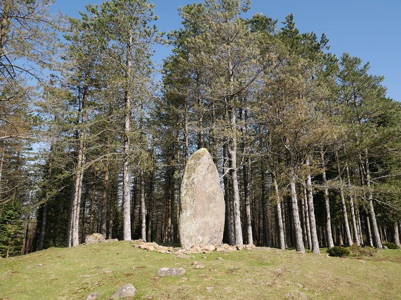 Arribiribilleta zutarria