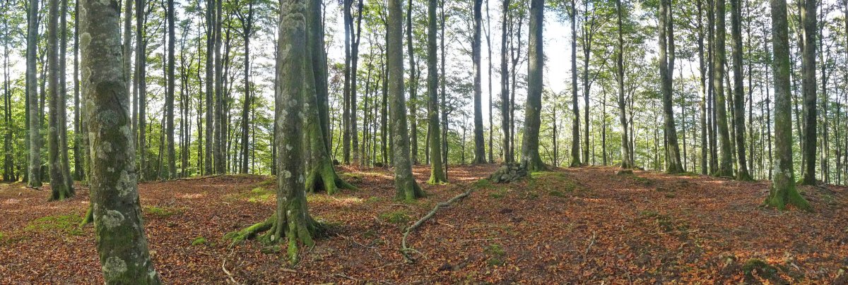 Arburuko Kaskoko gailurra