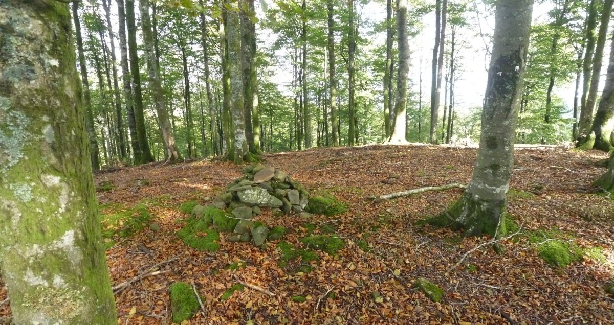 Arburuko Kaskoko gailurra