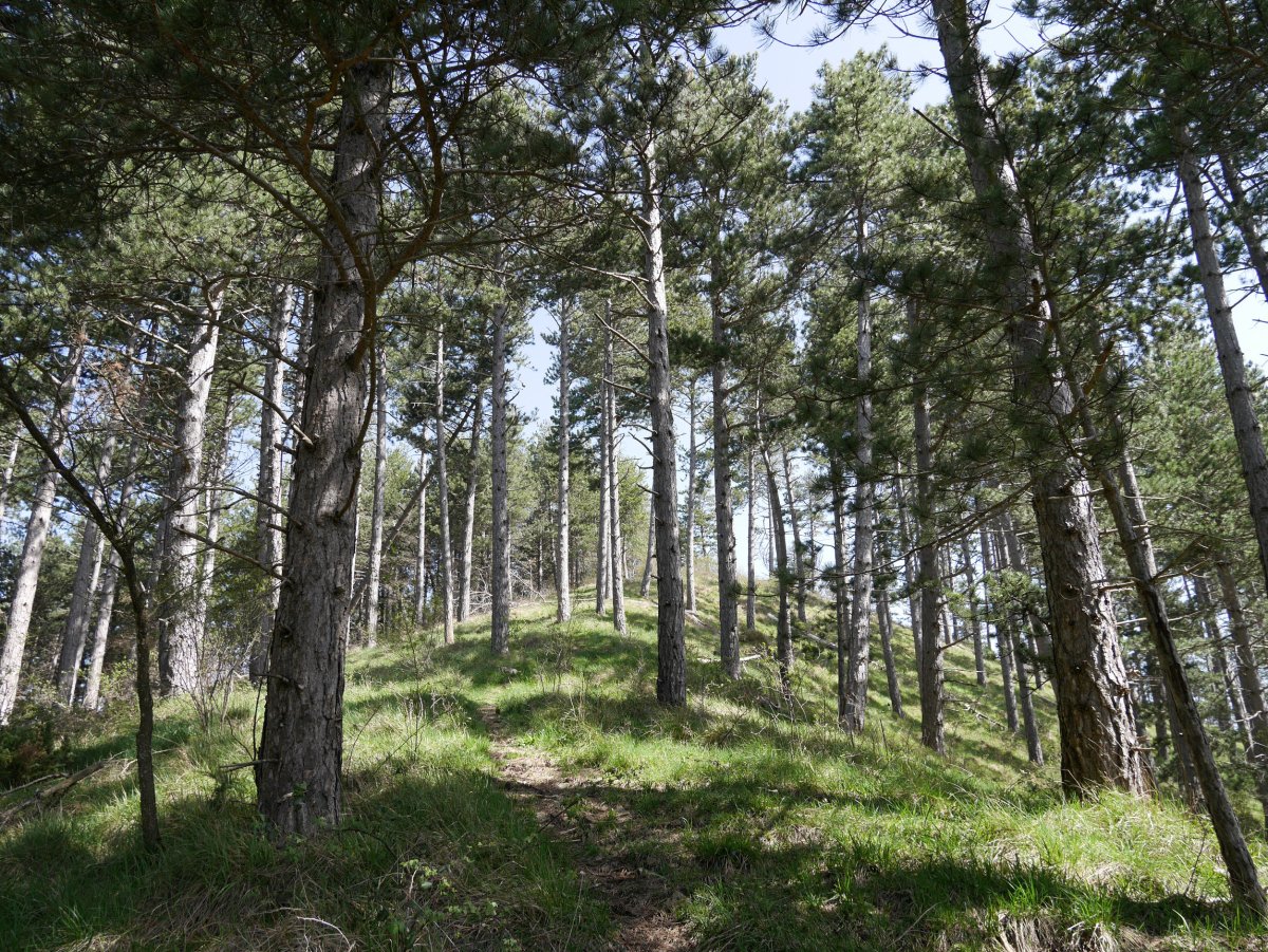 Tontorrerako azken txanpa