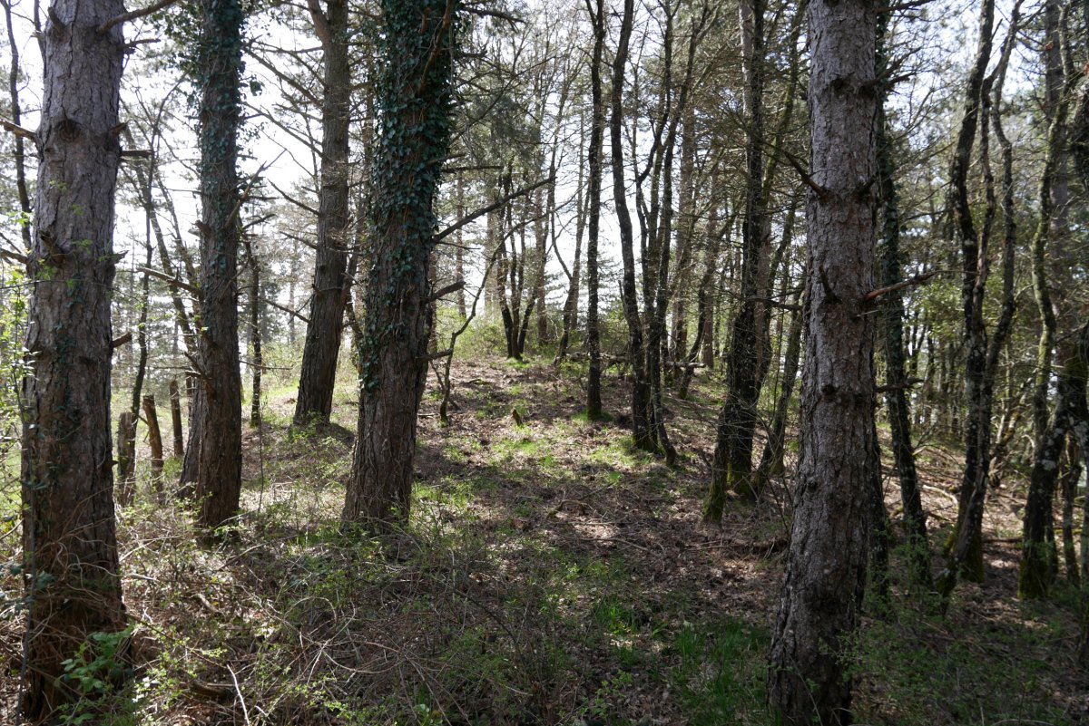 Pinudiak inguratzen du Izketaren gaina