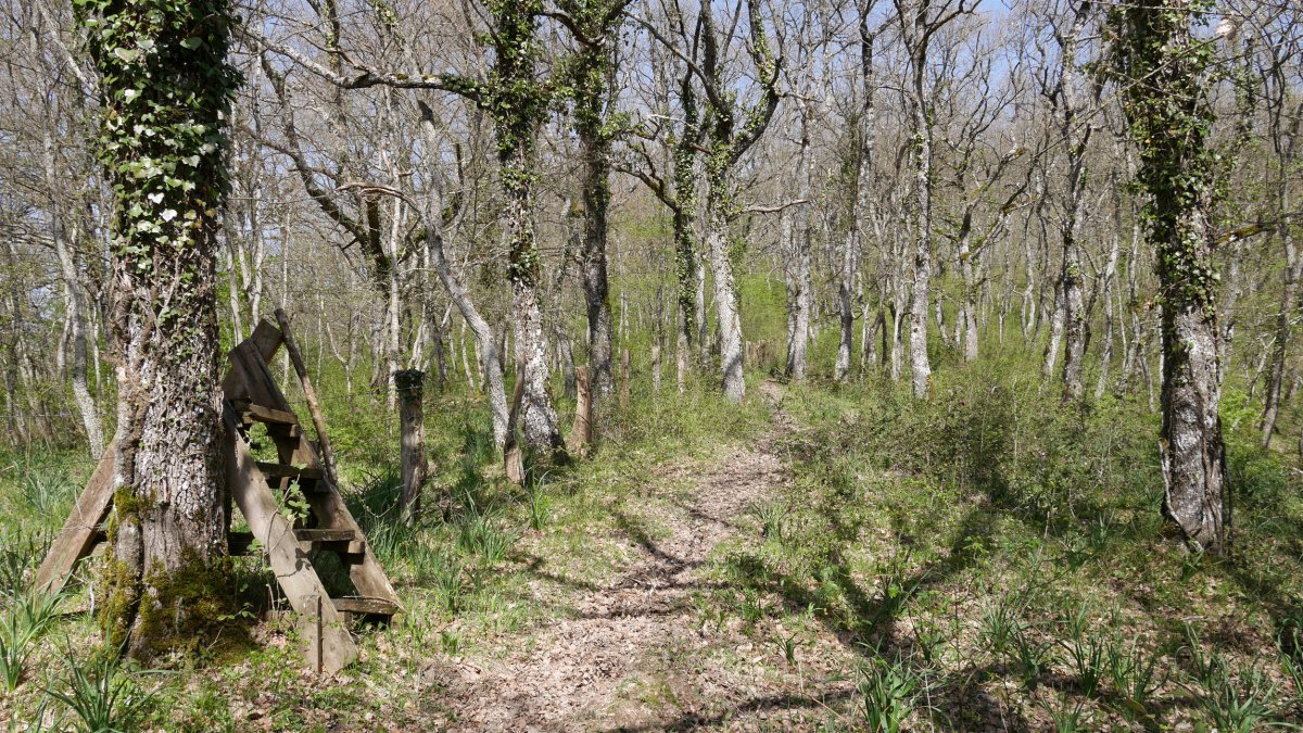 Izketatik Lezeadenearainoko tartea hesiaren aldameneko bidezidor batetik doa