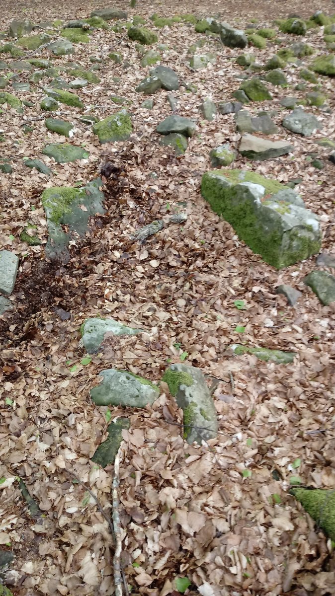 Fagamendi trikuharria 3