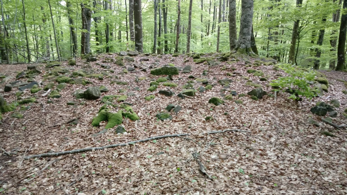 Fagamendi trikuharria (2018)