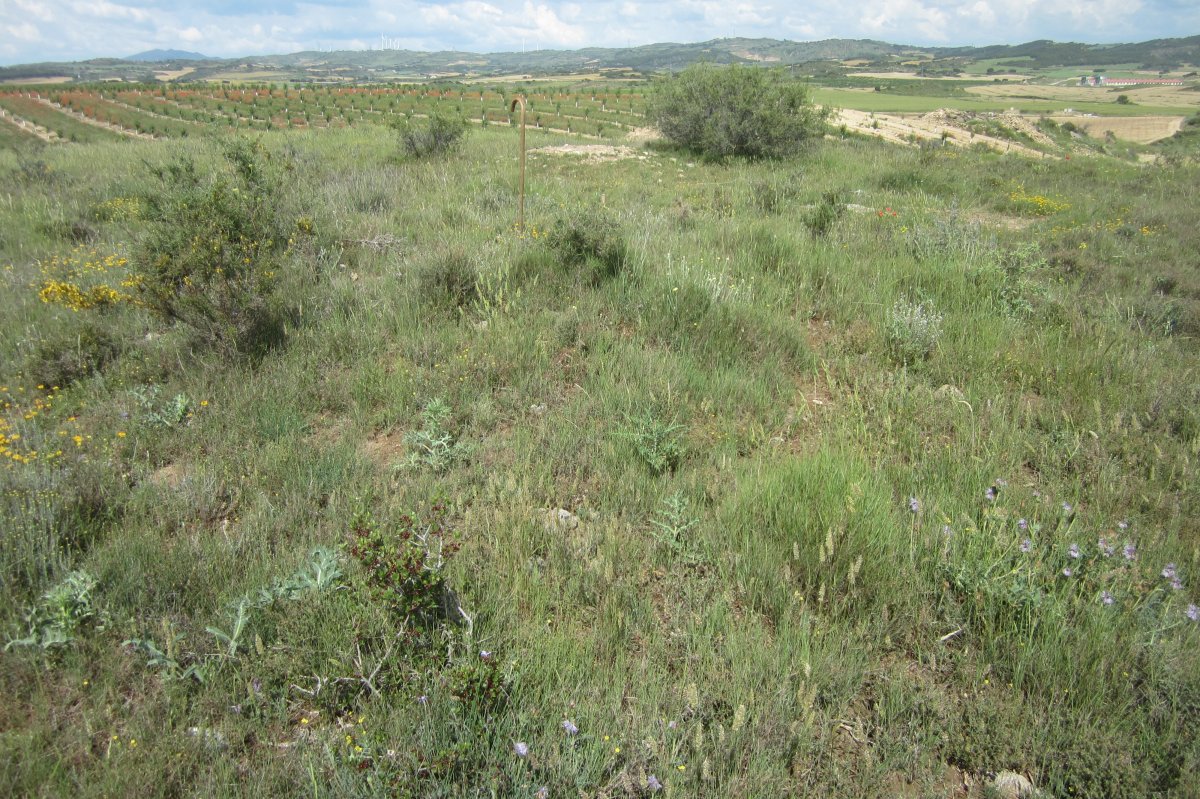 Túmulo Genzelaia nº 3  (Junio 2018)