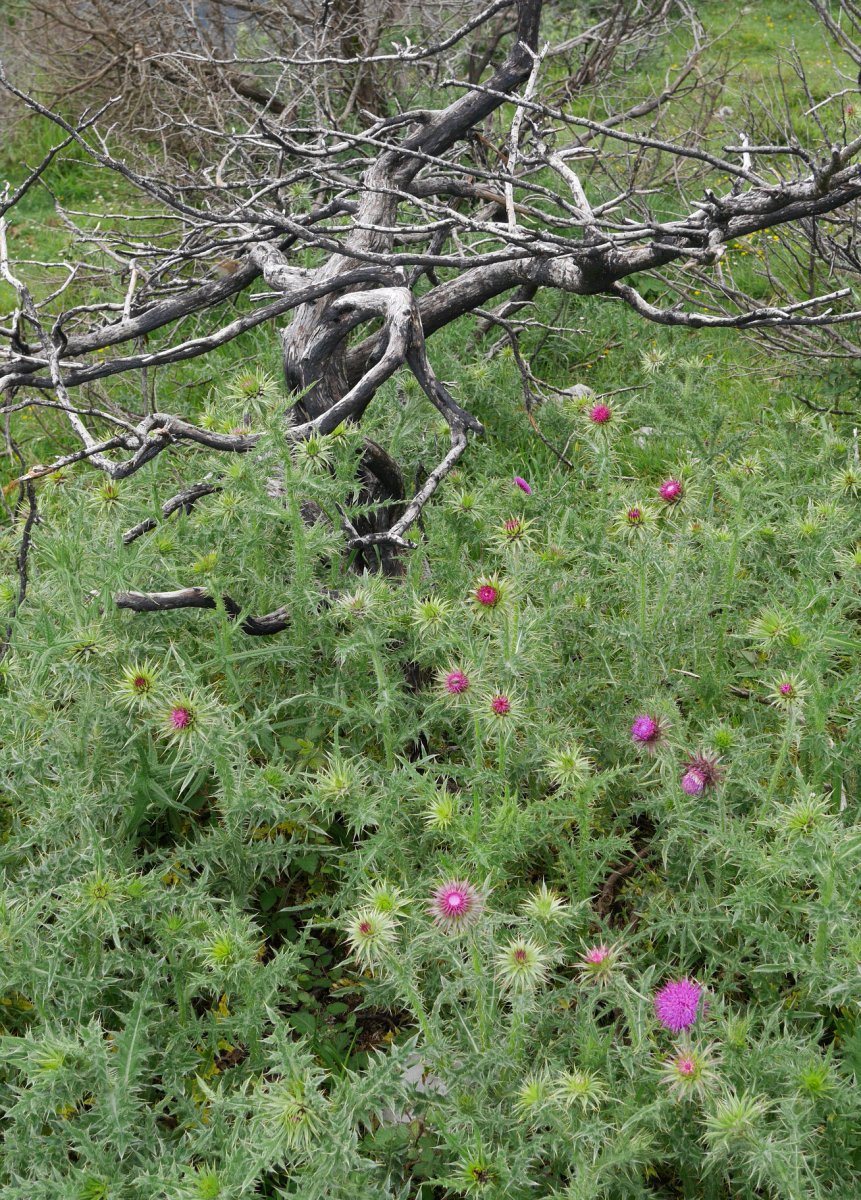 Karduak erretako otadian gailenduta