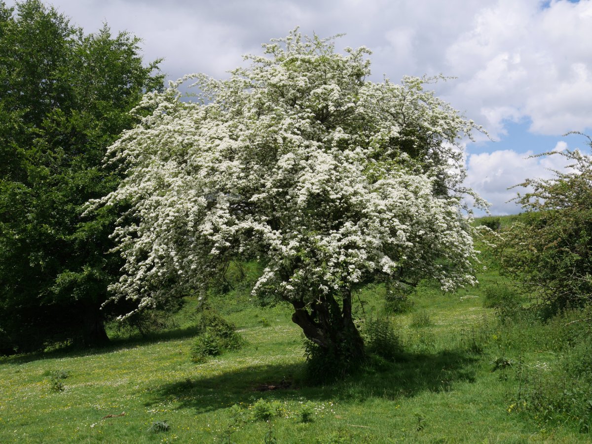 Elorri zuria, zuri-zuri