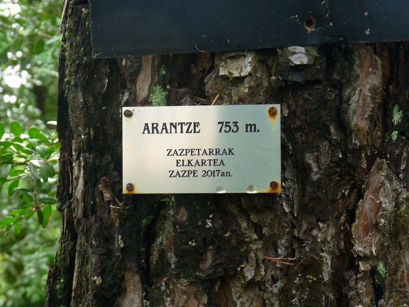 Gailurrean jarritako plaka