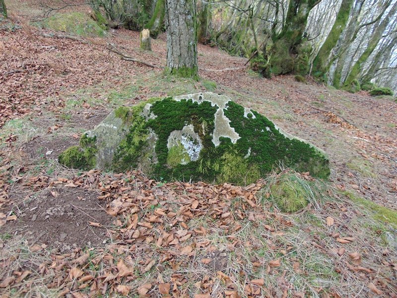 Frantsesbaso Trikuharria