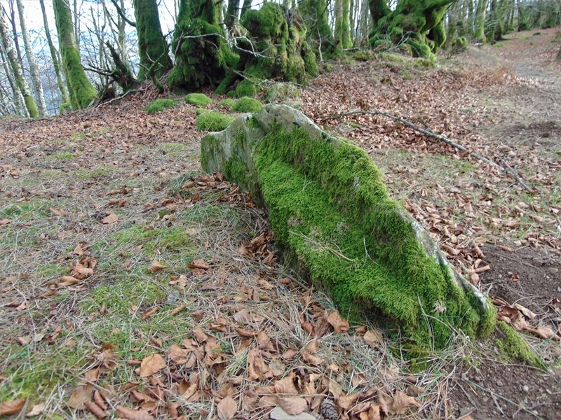 Frantsesbaso Trikuharria