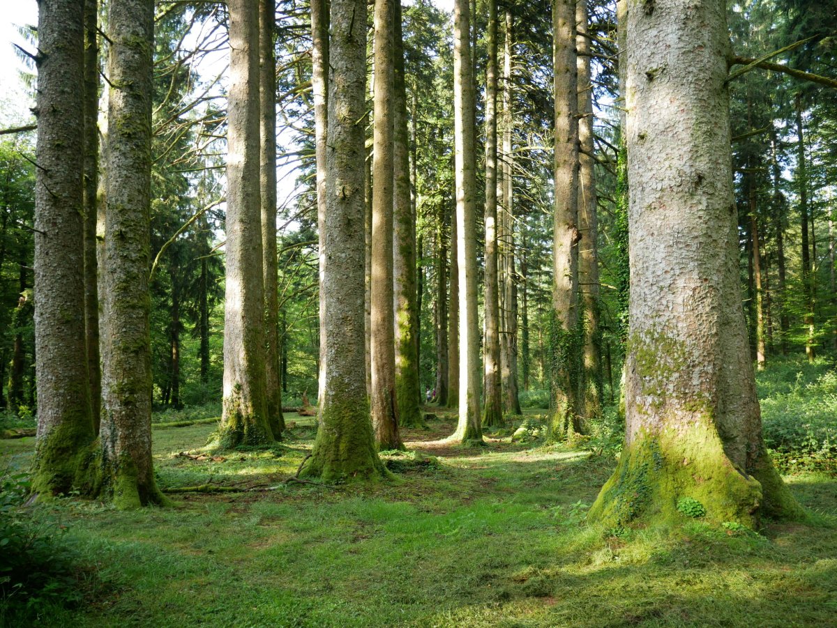 Leitzalarreako izeiak