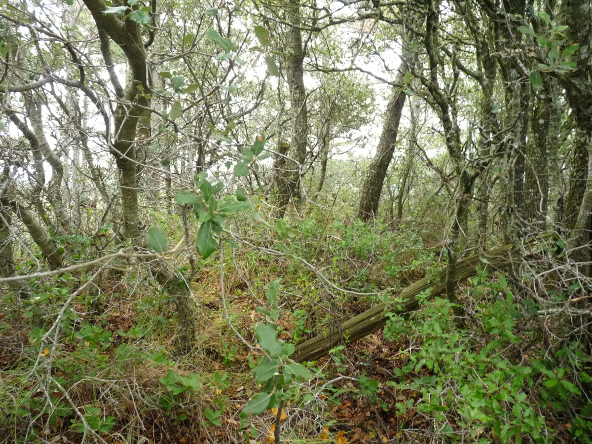 Bandera gaineko gailur itxia