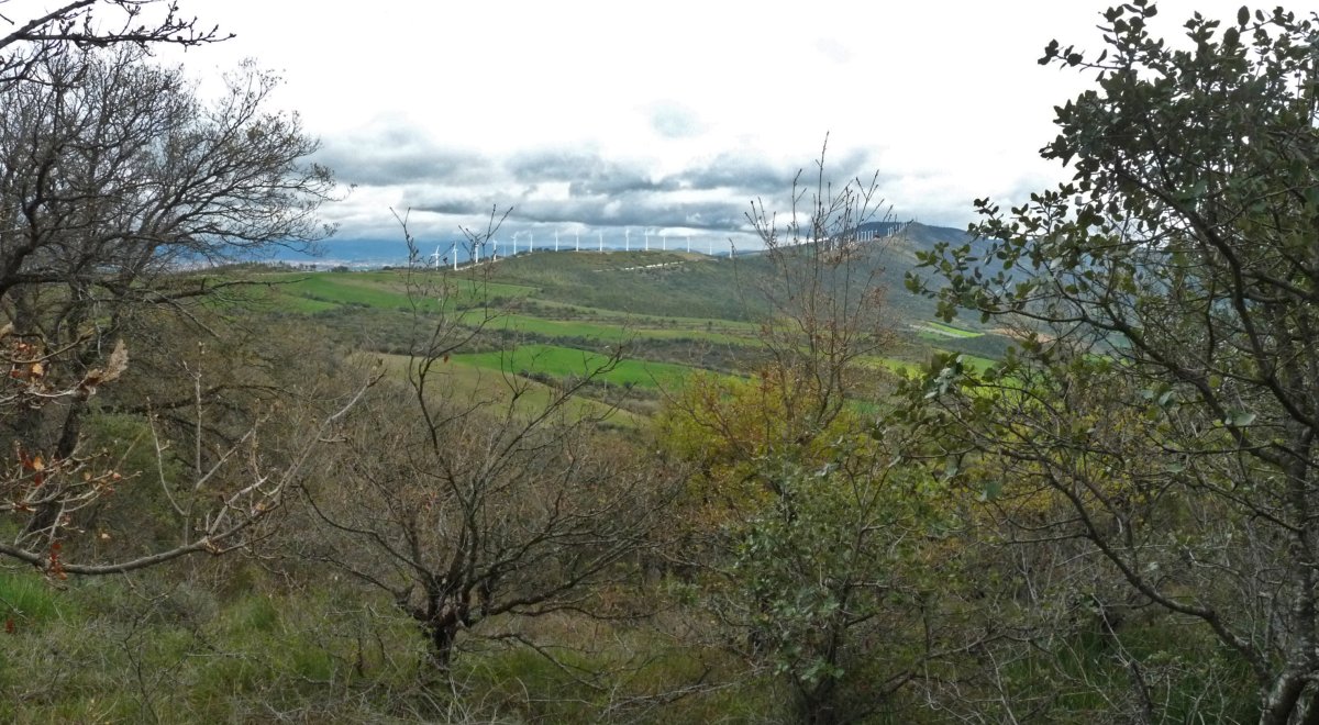 Artadi gaineko gallurra