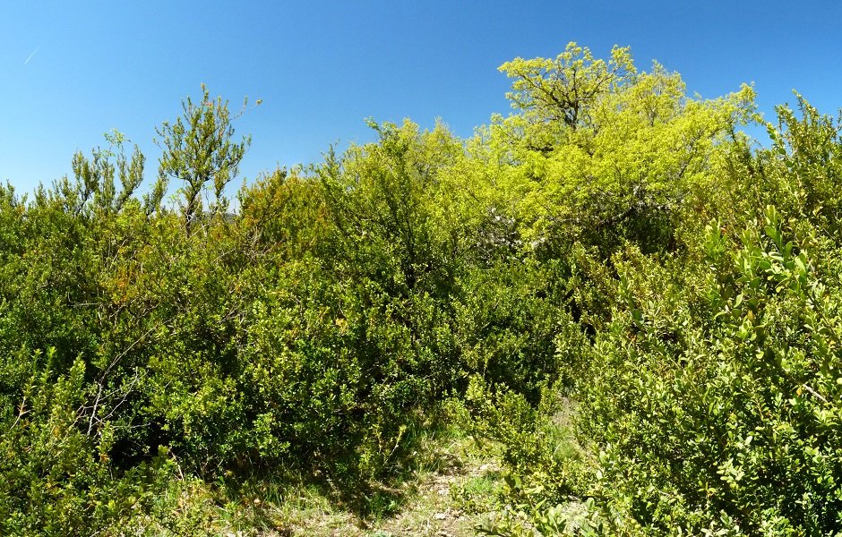 Arnaizpeko gailur itxia