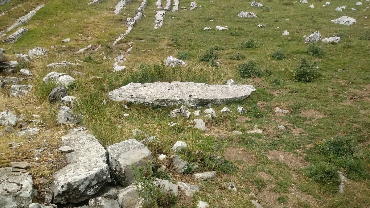 Arbelar zutarria (2019)