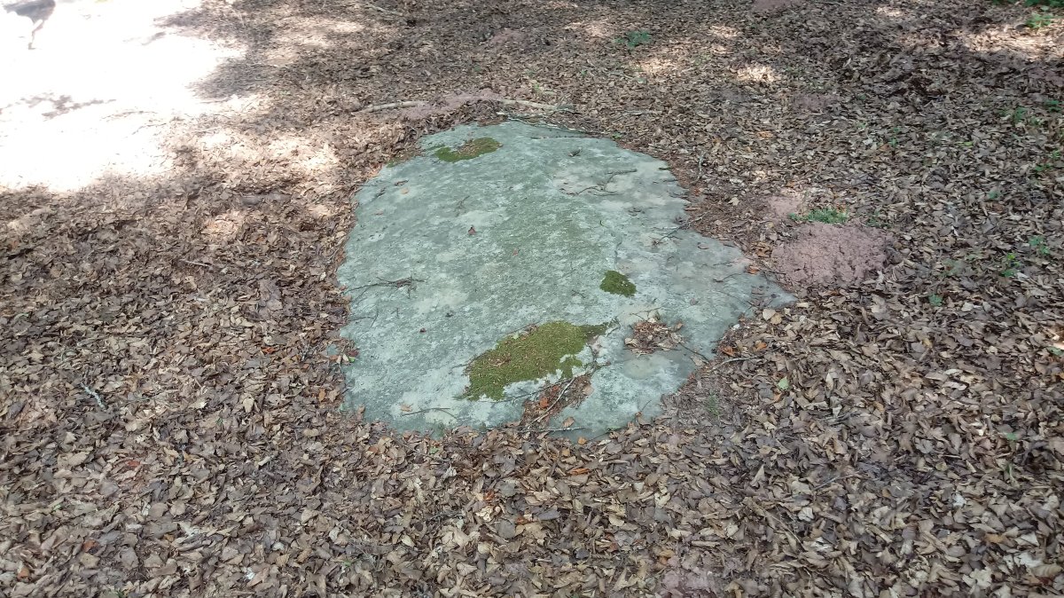 Lerdengibel zutarria (2019)