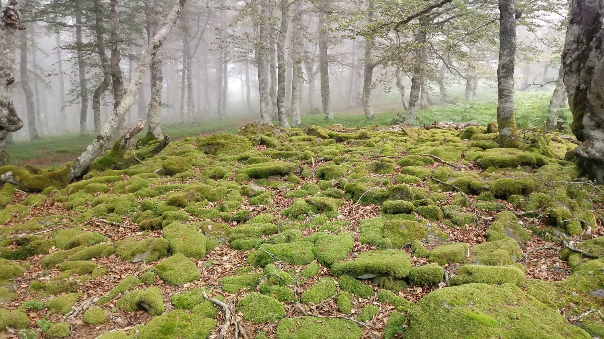 Burdindogi I E. trikuharria 2