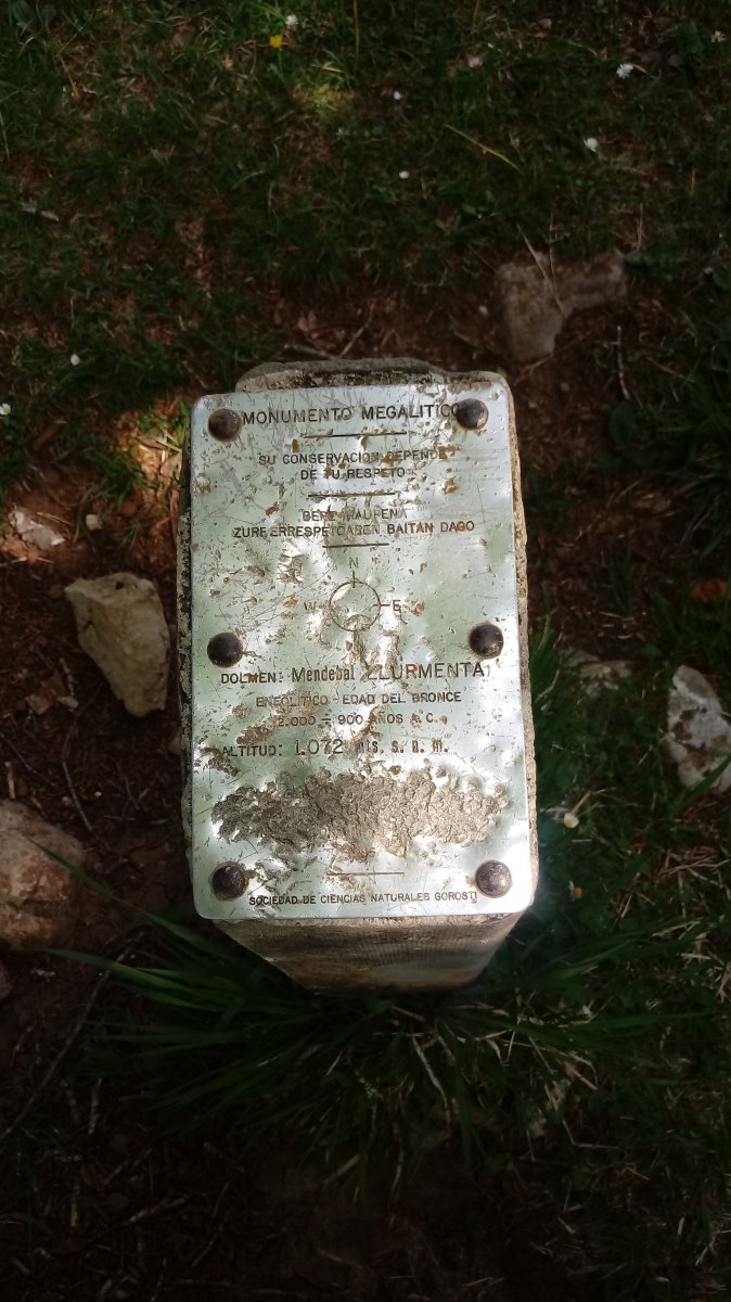 Elurmenta M. trikuharria (2019)