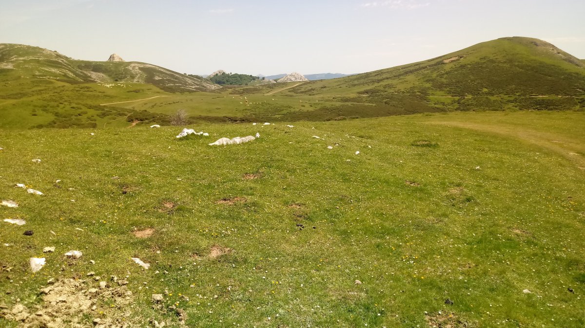 Lerritz trikuharria 3