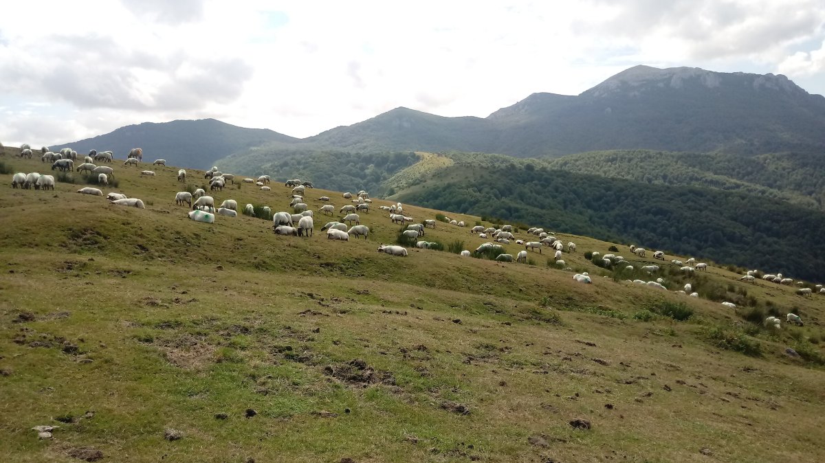 Txurrukopunta (991m) artaldea mendi magalean