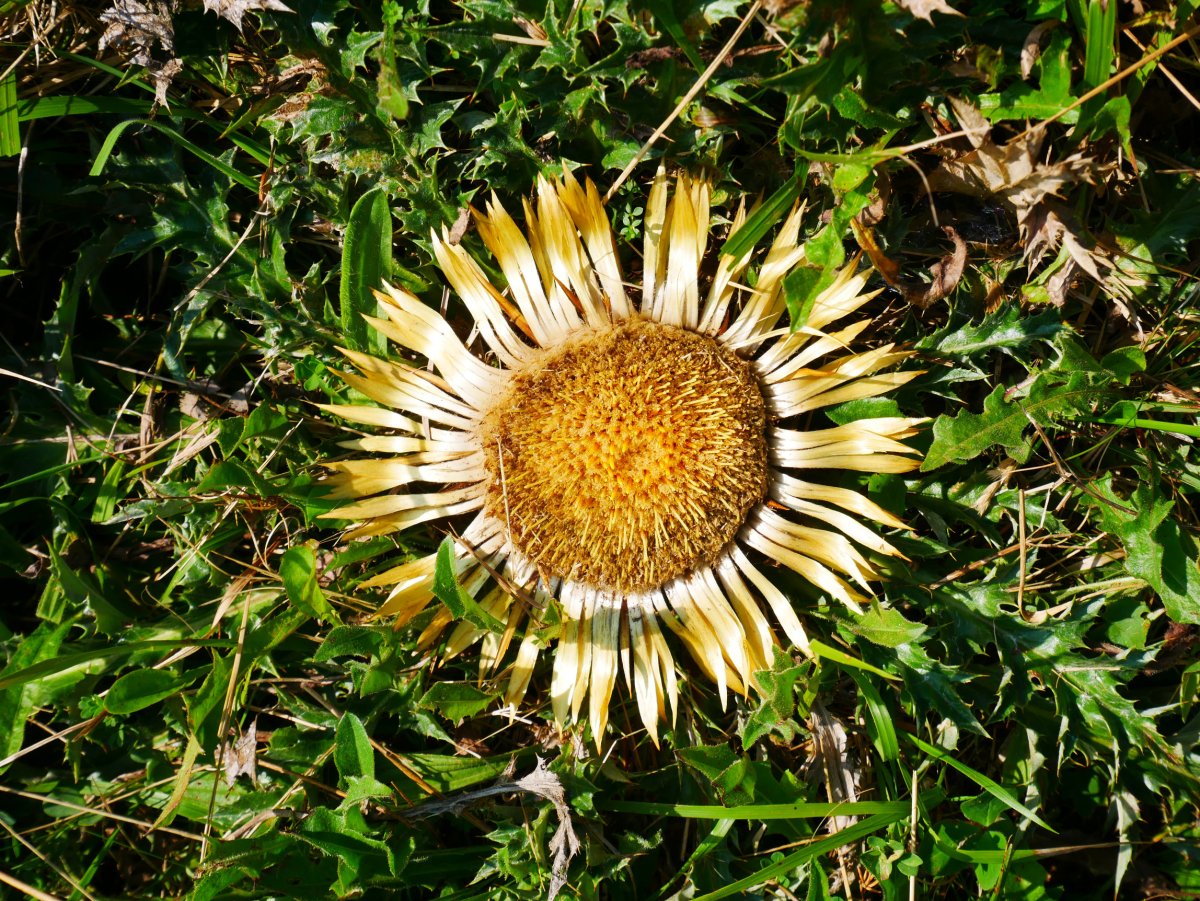 Eguzki-lorea bide bazterrean