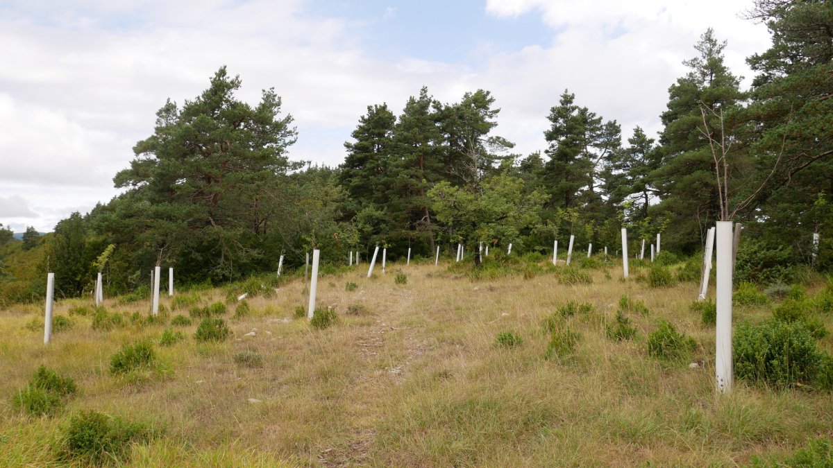 Bizkarraldeko pasarte bat