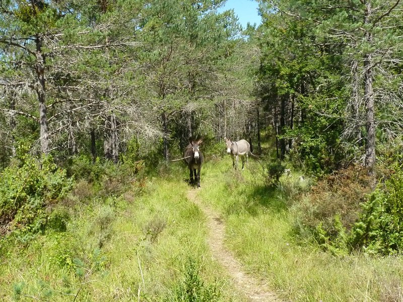 Topaketa harrigarria bidean