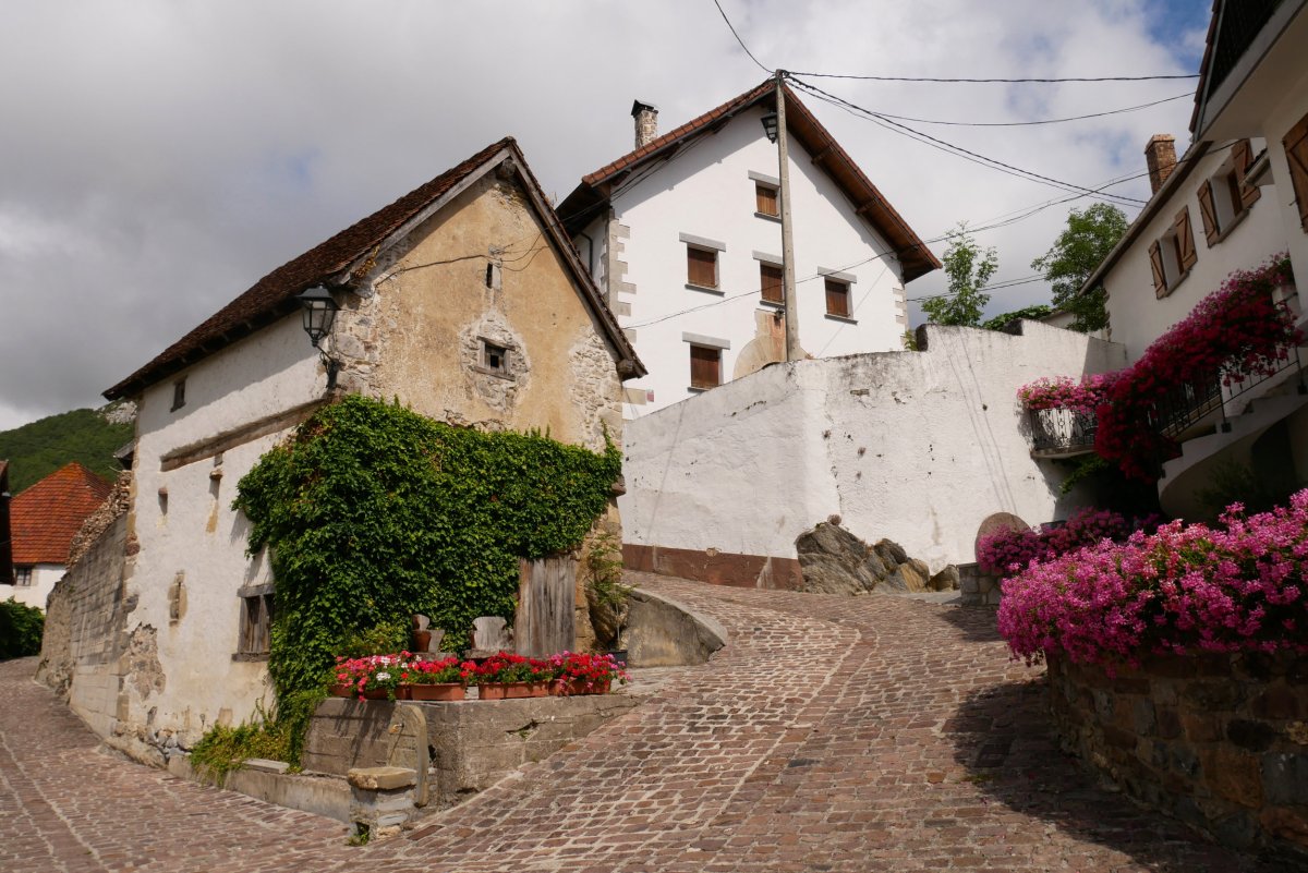 Domentx garaia, Aribe