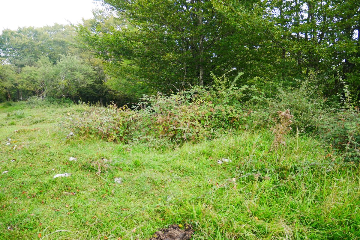 Sasia hartzen ari da (2019ko iraila)