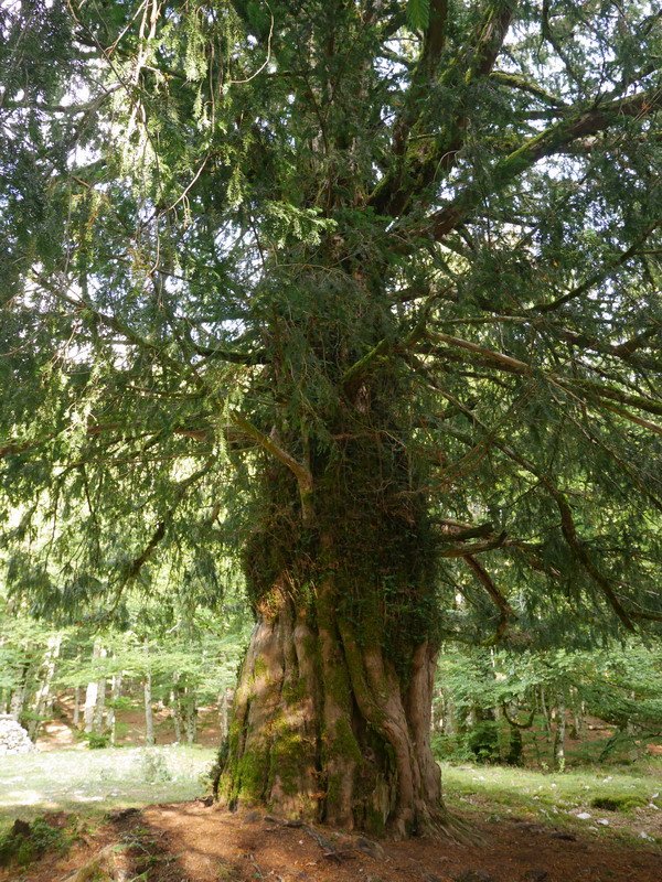 Otsaportilloko hagina