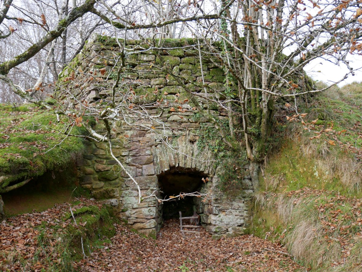 Irantzuko karobia, Berastegi