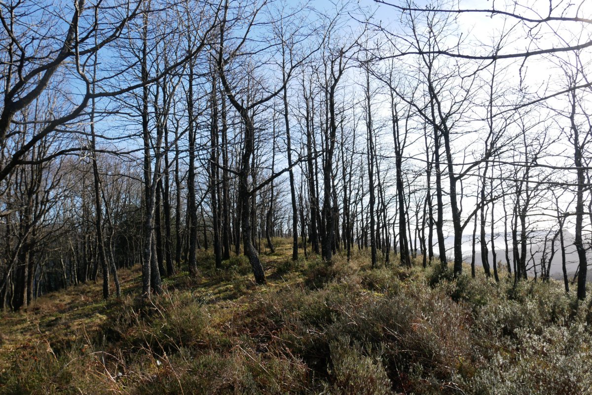 Gailurra, Mendiurkillo